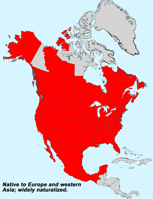 Common Sowthistle, Sonchus oleraceus: Click on image for full size map: